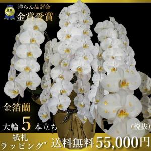 金箔胡蝶蘭5本立ち金箔蘭