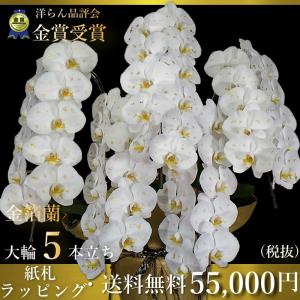 金箔胡蝶蘭5本立ち金箔蘭