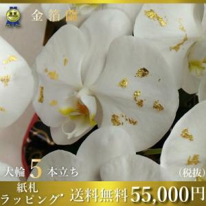 5本立ち金箔蘭