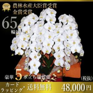 胡蝶蘭5本立ち・胡蝶蘭(コチョウラン)胡蝶蘭大輪5本立ち【送料無料】胡蝶蘭 お祝い・胡蝶蘭・開店祝い・・胡蝶蘭・胡蝶蘭 大輪・胡蝶蘭 開店祝い【ラ