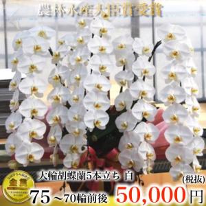 胡蝶蘭5本立ち・胡蝶蘭(コチョウラン)胡蝶蘭大輪...の商品画像