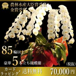 胡蝶蘭5本立ち・胡蝶蘭(コチョウラン)胡蝶蘭大輪5本立ち【送料無料】胡蝶蘭 お祝い・胡蝶蘭・開店祝い・・胡蝶蘭・胡蝶蘭 大輪・胡蝶蘭 開店祝い【ラ