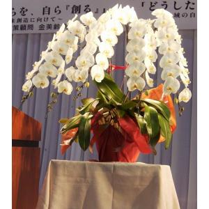 胡蝶蘭5本立ち・胡蝶蘭(コチョウラン)胡蝶蘭大輪5本立ち【送料無料】胡蝶蘭 お祝い・胡蝶蘭・開店祝い・・胡蝶蘭・胡蝶蘭 大輪・胡蝶蘭 開店祝い【ラ