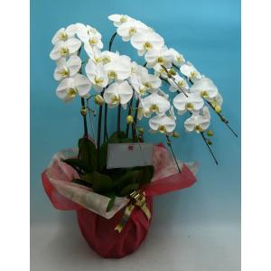 胡蝶蘭6本立ち・胡蝶蘭(コチョウラン)胡蝶蘭6本立ち大輪/開店祝い/還暦祝い/お祝い・胡蝶蘭 6本立ち/胡蝶蘭 送料無料/お祝い花・開店祝い・お祝い花・