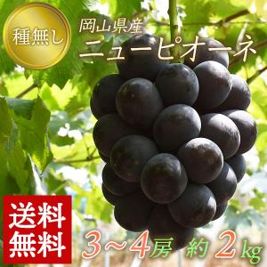 岡山県産 ピオーネ 3~4房入り 約2kg ぶどう 岡山 ニューピオーネ 種なし ご家庭用 ギフト 贈答用 贈り物 手土産 敬老の日 産地直送 ブドウ 訳あり 送料無料