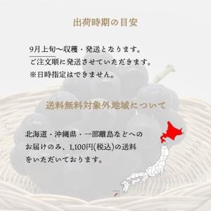 岡山県産 ピオーネ 3~4房入り 約2kg ぶ...の詳細画像2