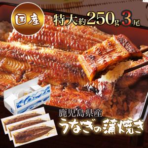 鹿児島県産 特大うなぎの蒲焼き 約250g ×3尾 [ うなぎ 国産 国産うなぎ ギフト 鹿児島 蒲焼き 無添加 内祝 誕生日 特大 大きいサイズ 美味 父の日 ]｜giftblois