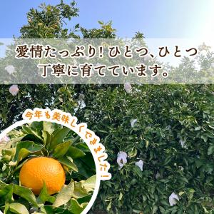 2026年2月中旬〜5/15お届け フルーツ ...の詳細画像3