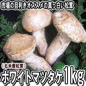 ホワイトマツタケ（北米産松茸）1ｋg入り（送料無料）市場の目利きオススメの真っ白松茸。