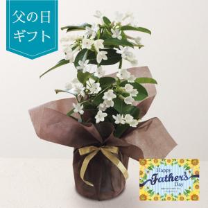 父の日 プレゼント ギフト 【父の日専用】 マダガスカルジャスミン鉢植え (承り期間：6月8日まで) お花 鉢植え フラワーギフト マダガスカルジャスミン 香るお花｜giftplaza-online