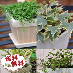 季節のお花またはミニ観葉植物5株セット 送料無料