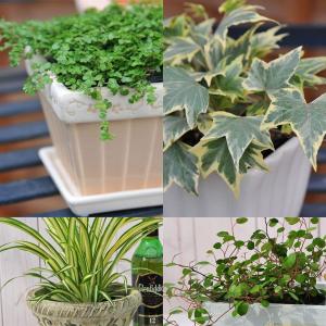 季節のお花またはミニ観葉植物5株セット 送料無料の詳細画像1