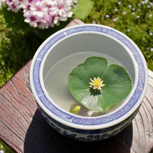 金魚鉢 おしゃれ 陶器 メダカ鉢 和風 レトロ アンティーク ビオトープ