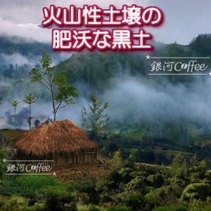 コーヒー豆 焙煎したて直送 パラダイスビーン(...の詳細画像4