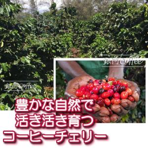 コーヒー豆 焙煎したて直送 パラダイスビーン(...の詳細画像5