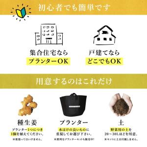 種生姜 熊本県産無農薬生姜 1kg 国産 生姜...の詳細画像3