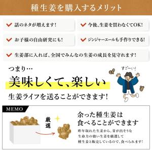 種生姜 熊本県産無農薬生姜 1kg 国産 生姜...の詳細画像4
