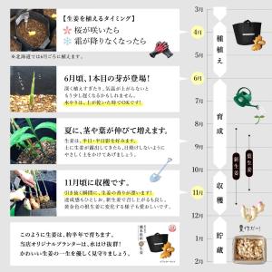 種生姜 熊本県産無農薬生姜 1kg 国産 生姜...の詳細画像5