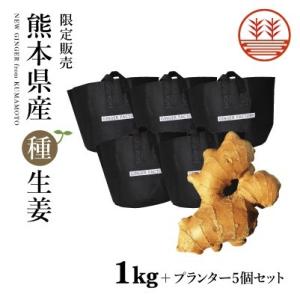 種生姜 熊本県産 無農薬生姜 1kg +プランター5個セット 送料無料 国産 生姜 栽培 たね生姜 生姜の種 種芋｜ginger-factory