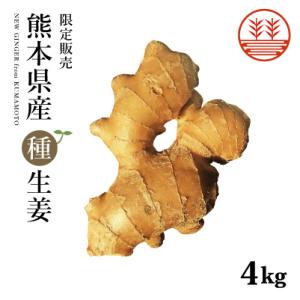 カワグツスキー　千葉県産　近江生姜　種生姜　大生姜 生姜種子】大生姜（おおしょうが）千葉県産「近江生姜」（おうみ