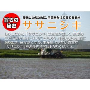令和7年産 送料無料 無洗米 大感謝特別価格6...の詳細画像2