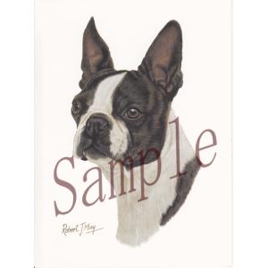 在庫限り　グリーティングカード　ボストン・テリア　在庫限り　輸入雑貨　犬雑貨　犬グッズ