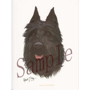 在庫限り　グリーティングカード　ブービエ・デ・フランダース　在庫限り　輸入雑貨　犬雑貨　犬グッズ