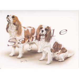 在庫限り　グリーティングカード　キャバリア　在庫限り　輸入雑貨　犬雑貨　犬グッズ