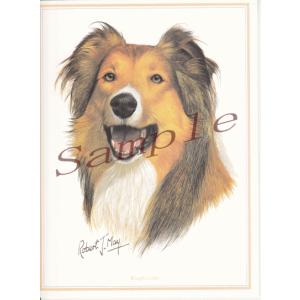 在庫限り　グリーティングカード　コリー　在庫限り　輸入雑貨　犬雑貨　犬グッズ