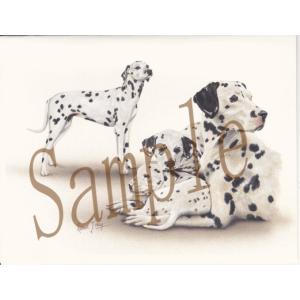 在庫限り　グリーティングカード　ダルメシアン　グループ　在庫限り　輸入雑貨　犬雑貨　犬グッズ
