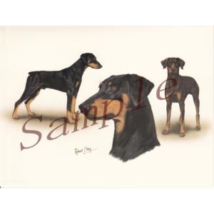 在庫限り　グリーティングカード　ドーベルマン　グループ　在庫限り　輸入雑貨　犬雑貨　犬グッズ