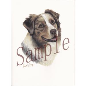 在庫限り　グリーティングカード　オーストラリアン・シェパード　在庫限り　輸入雑貨　犬雑貨　犬グッズ