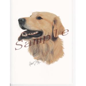 在庫限り　グリーティングカード　ゴールデン・レトリーバー　在庫限り　輸入雑貨　犬雑貨　犬グッズ