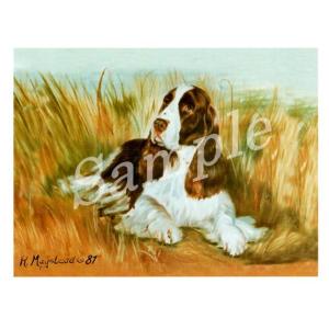 在庫限り　グリーティングカード Ruth　スプリンガースパニエル 　sitting　輸入雑貨　犬雑貨　犬グッズ