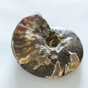 マダガスカル産 虹色 遊色 アンモナイト 化石 43.3x33.4mm 金運 財産