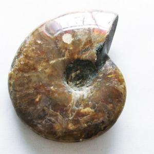 アンモナイト 化石 t723-1593 : 誠安天然石専門店 - 通販 - Yahoo