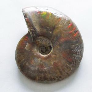 マダガスカル産 虹色 遊色 アンモナイト 化石 43.3x33.4mm 金運 財産