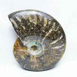 アンモナイト 化石 【レア 1点物】 宝石 原石 置物 鉱石 古生物 標本