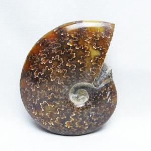 【大幅値下】アンモナイト化石 約15cm 約2.8kg アンモナイト 直角貝 超大型 化石 絶品 約8kg 縫合線 古生代