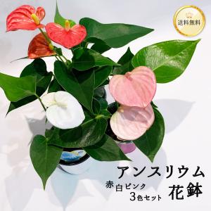 観葉植物 小さいアンスリウム 3種セット 赤 白 ピンク 3号 送料無料 W10-15 H25-30 インテリア おしゃれ 鉢植え ランキング おすすめ 母の日｜ginzatokyo