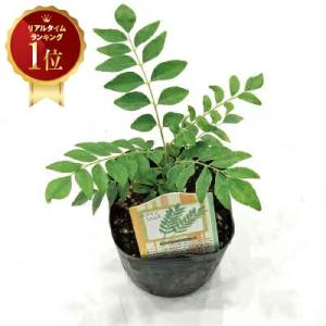 国華園 有用植物苗 カレーリーフ1株 / カレーライス 本格的 スパイス