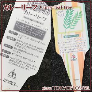 カレーリーフ 苗 3号ポット「24苗」 ミカン...の詳細画像2