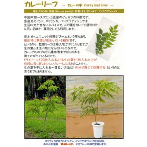 カレーリーフ 苗 3号ポット「24苗」 ミカン...の詳細画像3