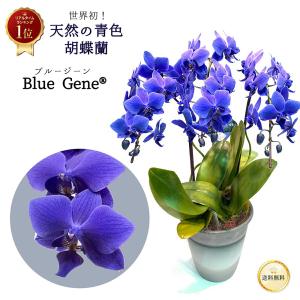 入荷少なめです❗️超希少❗️胡蝶蘭❤️ブルージーン　1本立 入荷少なめです❗️超希少❗️胡蝶蘭❤️ブルージーン 1本立 入荷少なめ