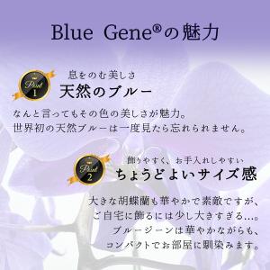 ファレノ ブルージーン らん鉢 5本立 6号 ...の詳細画像3