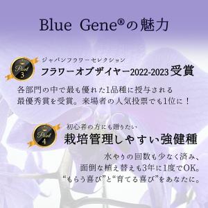ファレノ ブルージーン らん鉢 5本立 6号 ...の詳細画像4