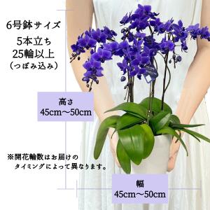 ファレノ ブルージーン らん鉢 5本立 6号 ...の詳細画像5