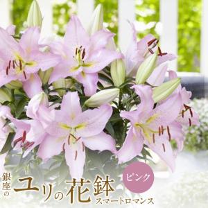 鉢植え プレゼント 花 2023 オリエンタル リリー ピンク 5号鉢 高さ 約50cm 花鉢 ユリ ユリの花鉢 ギフト｜ginzatokyo