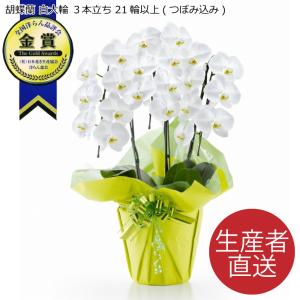 ファレノ ブルージーン らん鉢 5本立 6号 ファレノプシス 青い胡蝶蘭