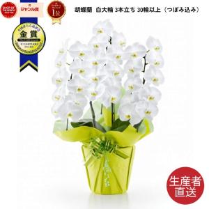 ファレノ ブルージーン らん鉢 5本立 6号 ファレノプシス 青い胡蝶蘭